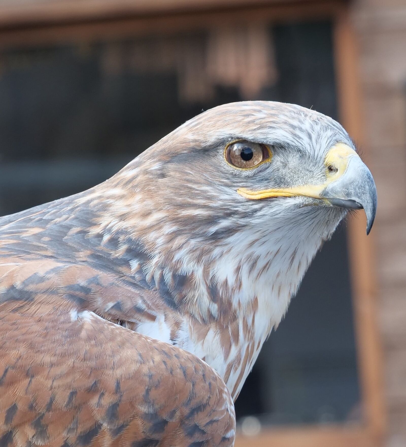 Panasonic Lumix DC-G9 sample photo. Ferruginous hawk, raptor, eagle photography