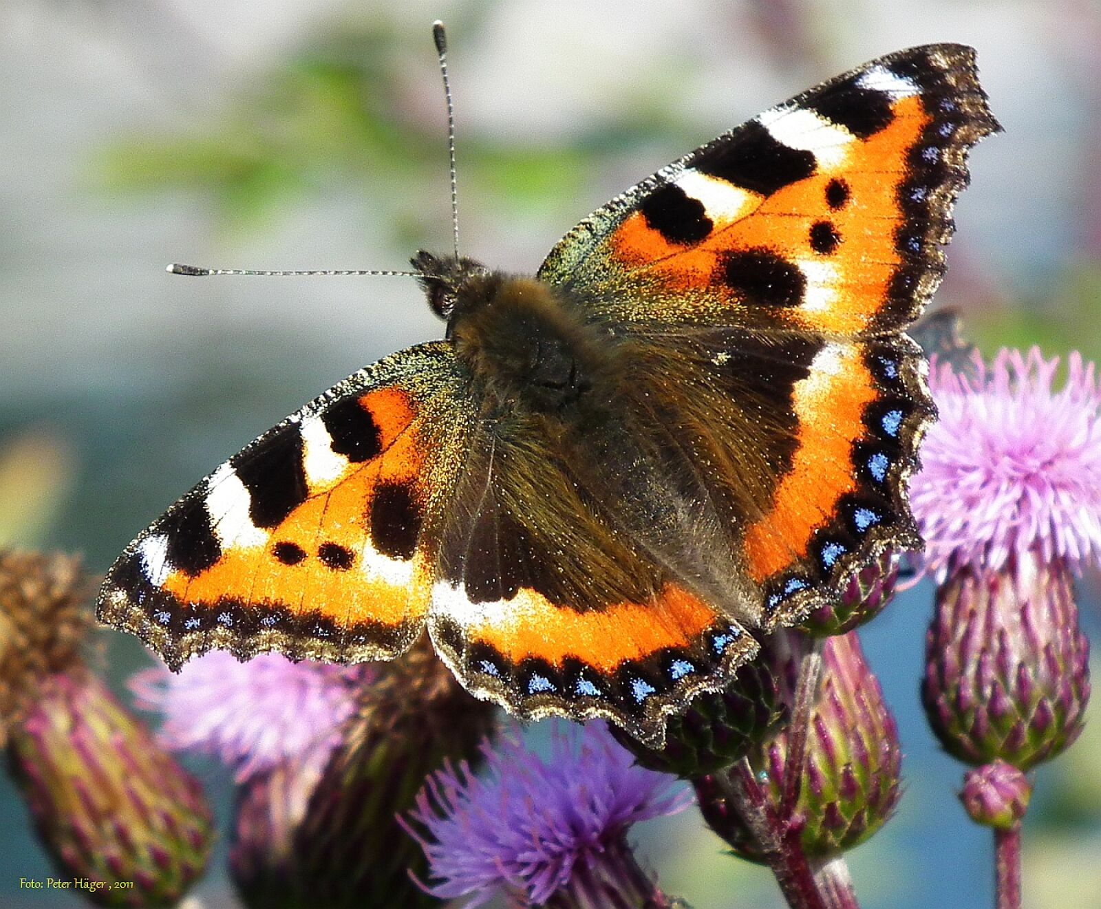 FujiFilm FinePix HS10 (FinePix HS11) sample photo. Butterfly, fly, wings photography