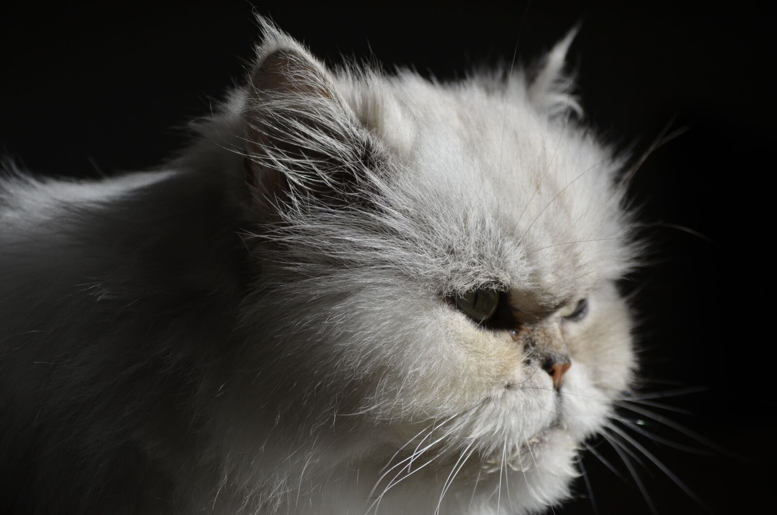 Nikon D5100 sample photo. Cat, fluffy, pet photography