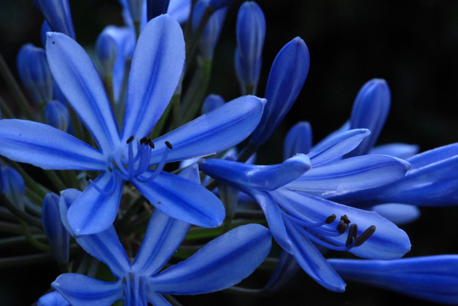 Nikon D80 sample photo. Flower, blue, nature photography