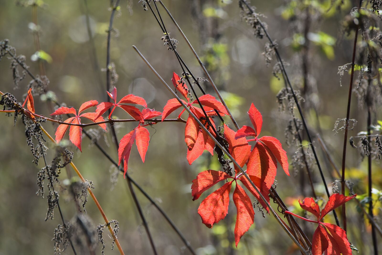 Nikon D5500 sample photo. Autumn, backlighting, october photography