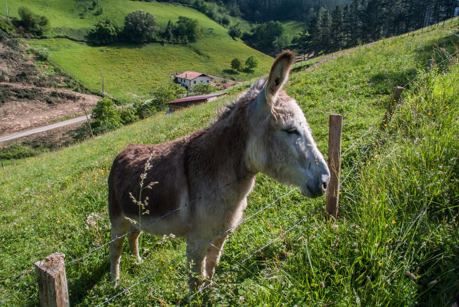 Nikon D60 sample photo. Nature, lawn, henar photography
