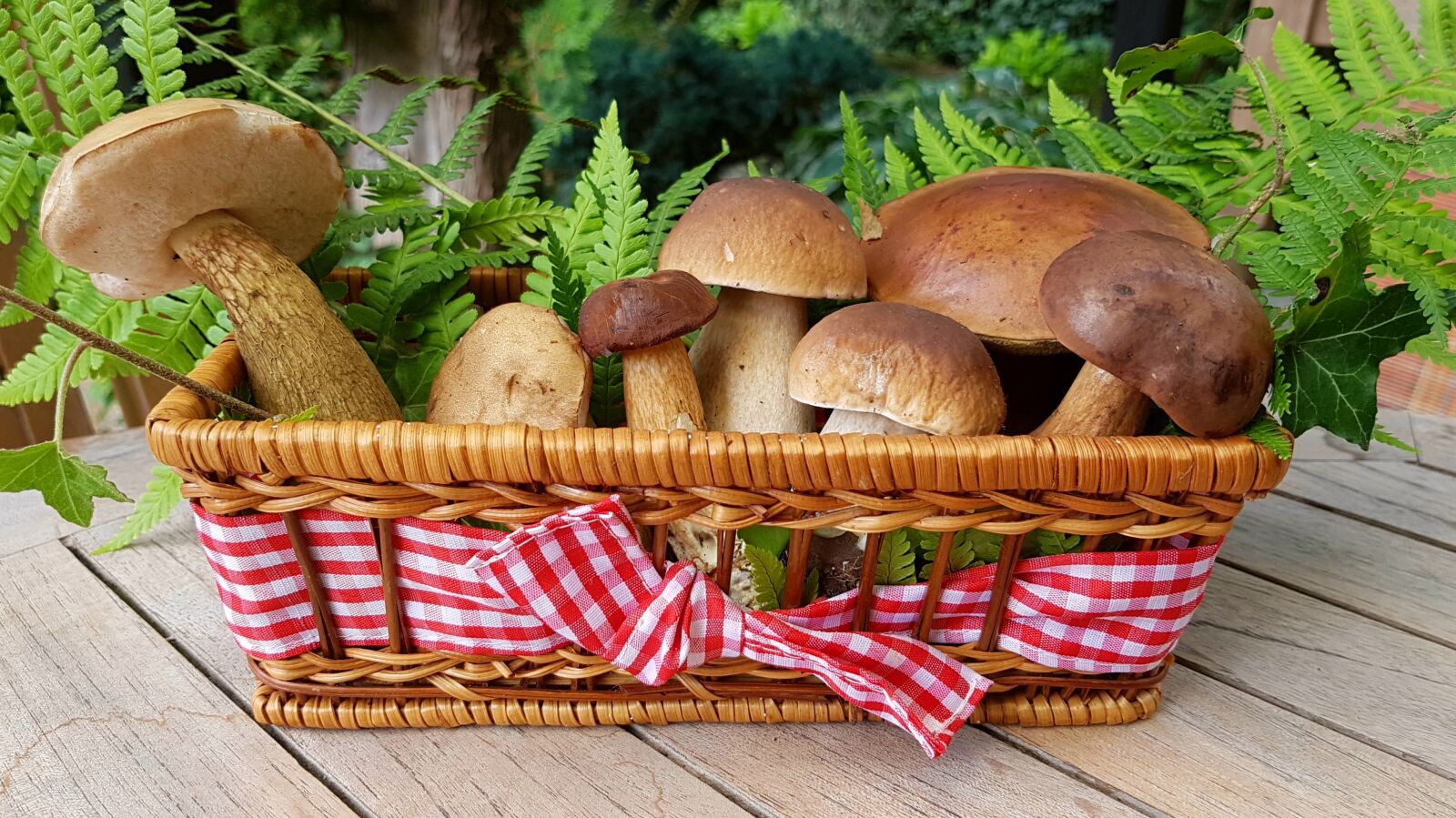 Samsung Galaxy S7 sample photo. Mushrooms, food mushrooms, forest photography