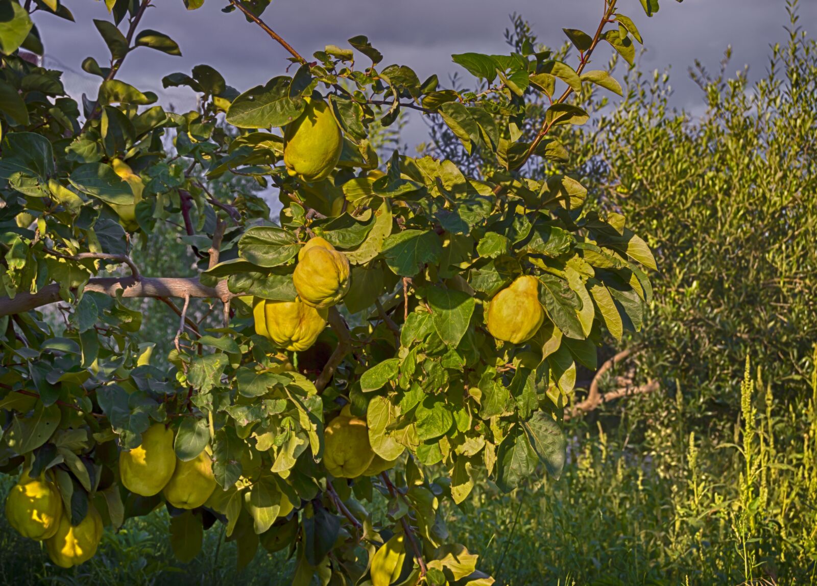 Nikon D3200 sample photo. Quince, autumn fruit, tree photography