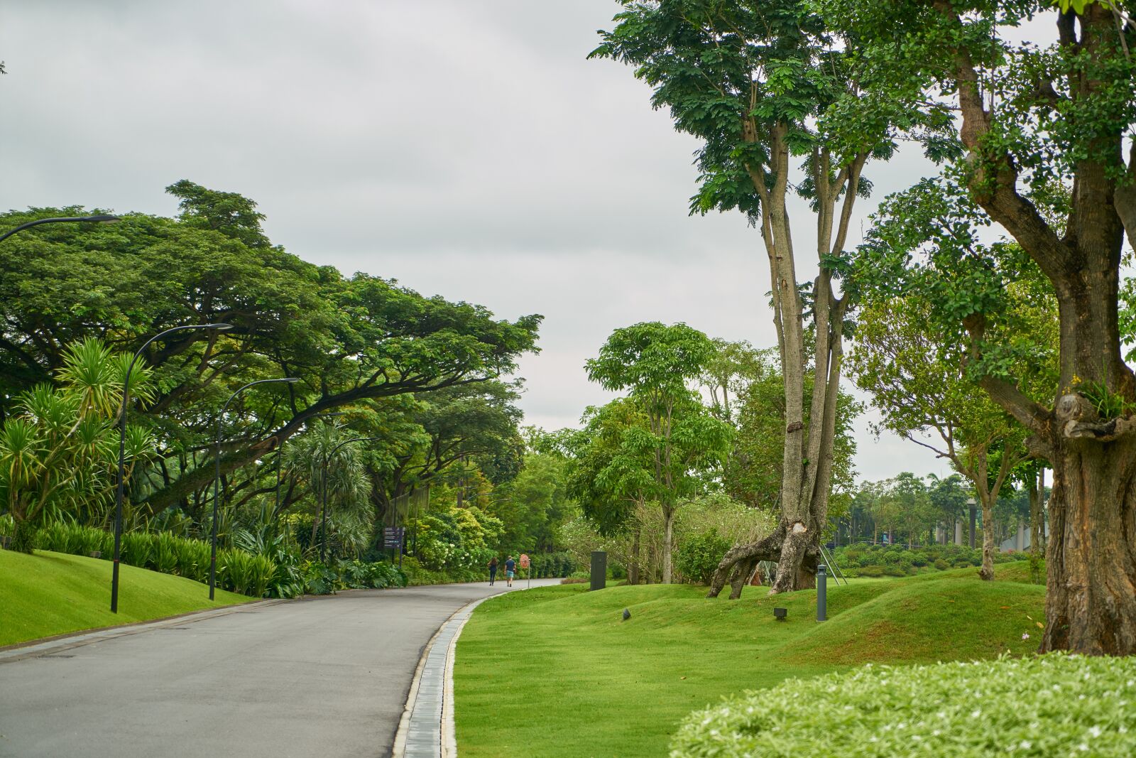 Sony a7R II sample photo. Road, green, grass photography