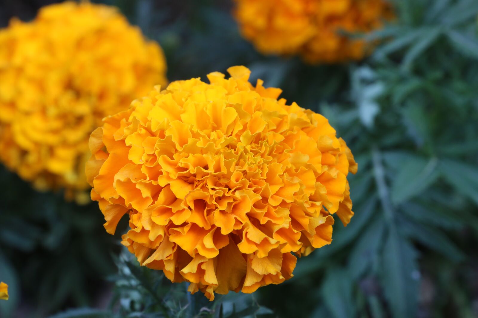 Canon EOS 70D sample photo. Flower, yellow, nature photography
