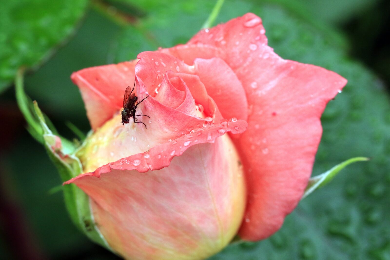 Canon EOS 7D Mark II sample photo. Rose, bud, mucha photography