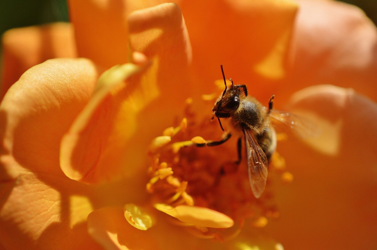 Nikon D3200 sample photo. Bee, flower, rose photography