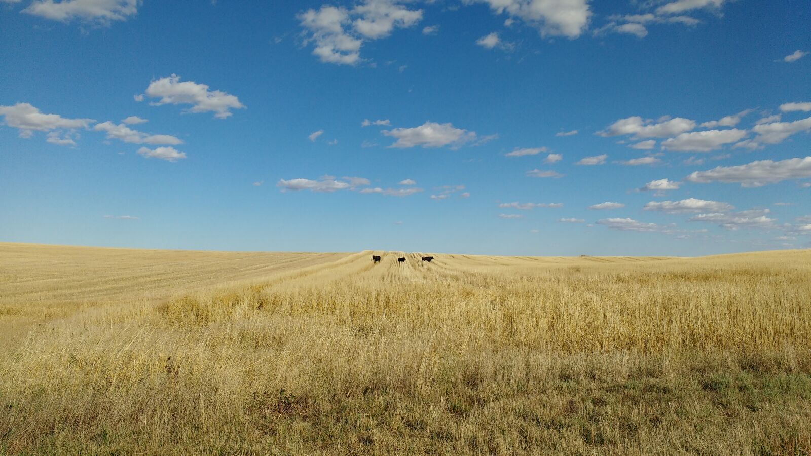 Motorola MotoG3 sample photo. Corn, sky, land photography
