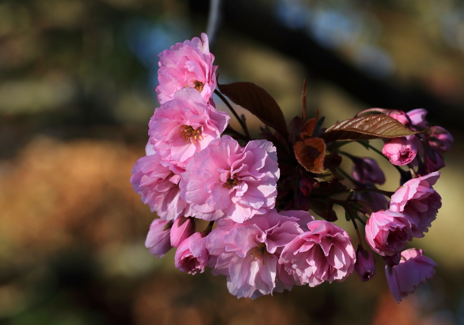 Canon EOS 80D sample photo. Cherry blossom, pink, spring photography