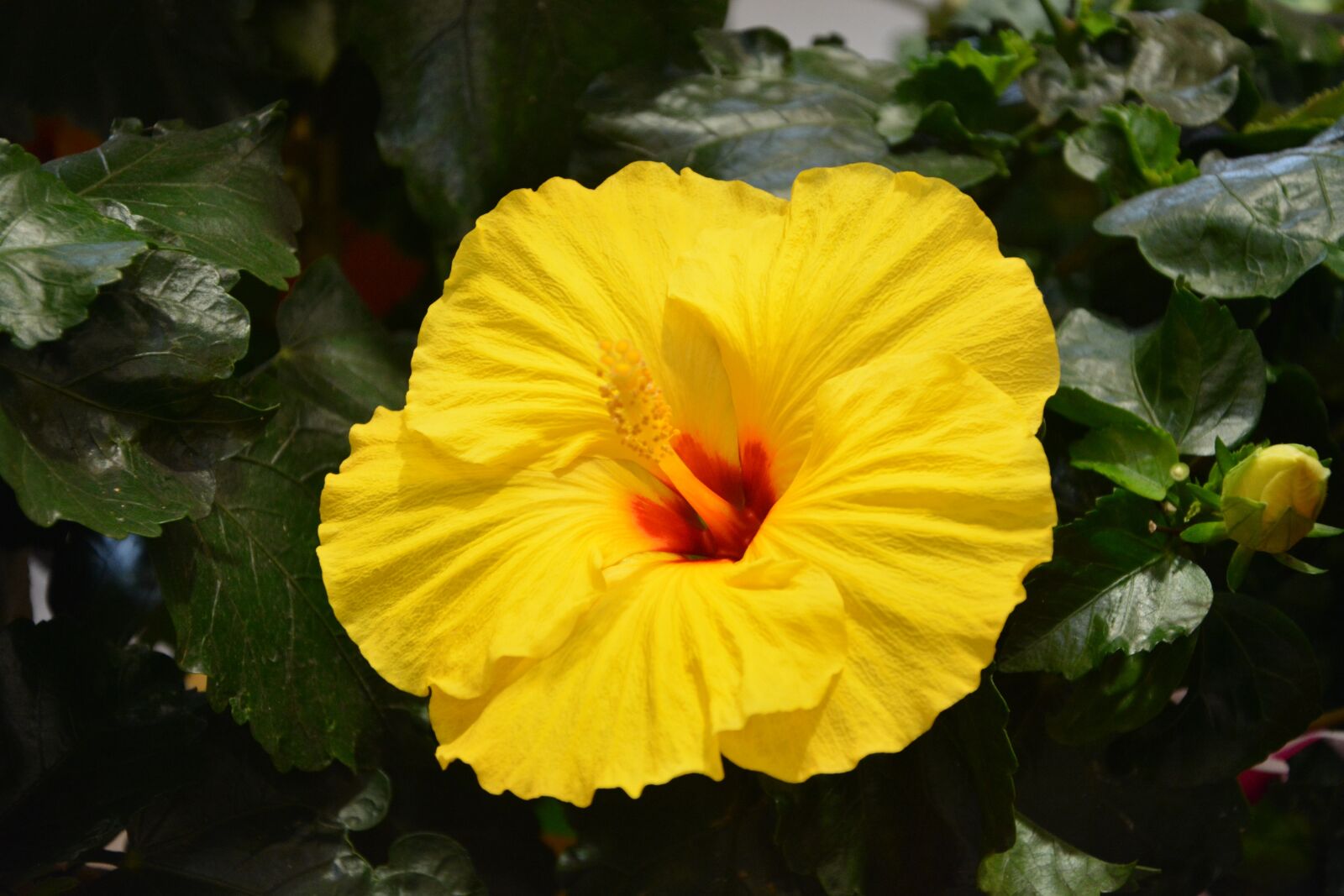 Nikon D5200 sample photo. Yellow flower, nature, massif photography