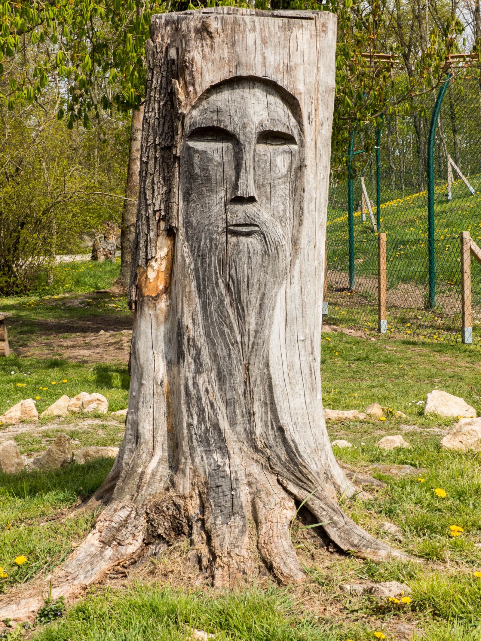 Panasonic Lumix DMC-FZ200 sample photo. Tree stump, face, wood photography