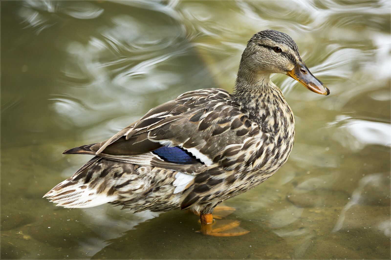 Canon EOS 5D Mark III sample photo. Duck, wings, pen photography