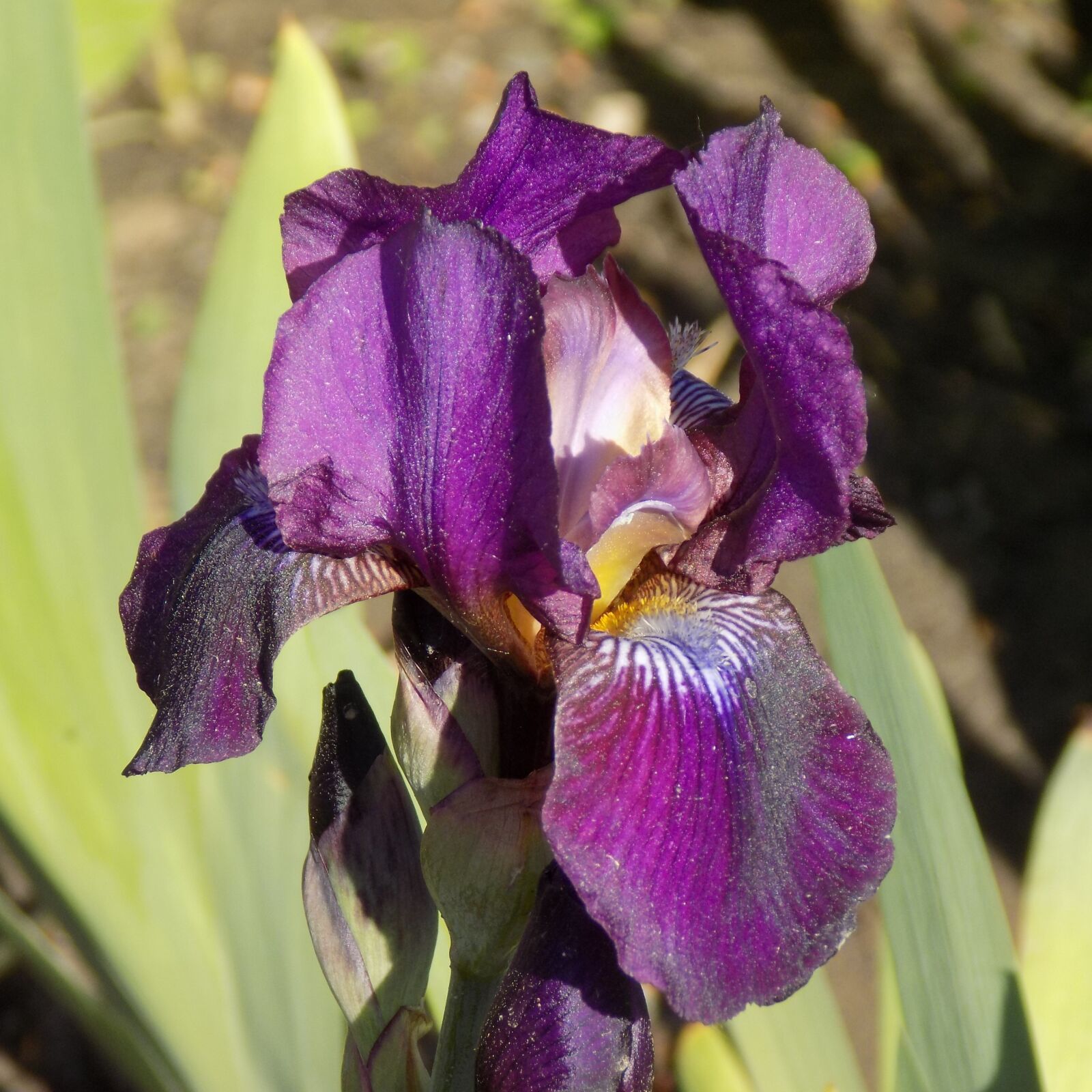 Nikon COOLPIX L330 sample photo. Iris, flower, summer photography