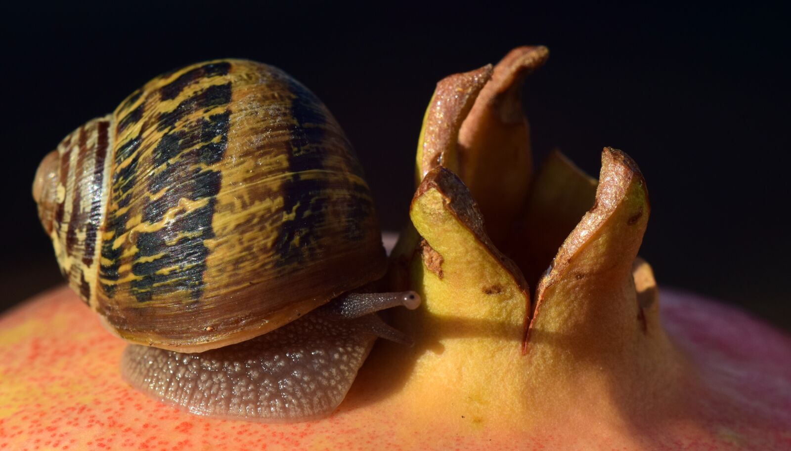 Nikon D3300 sample photo. Snail, pomegranate, close up photography