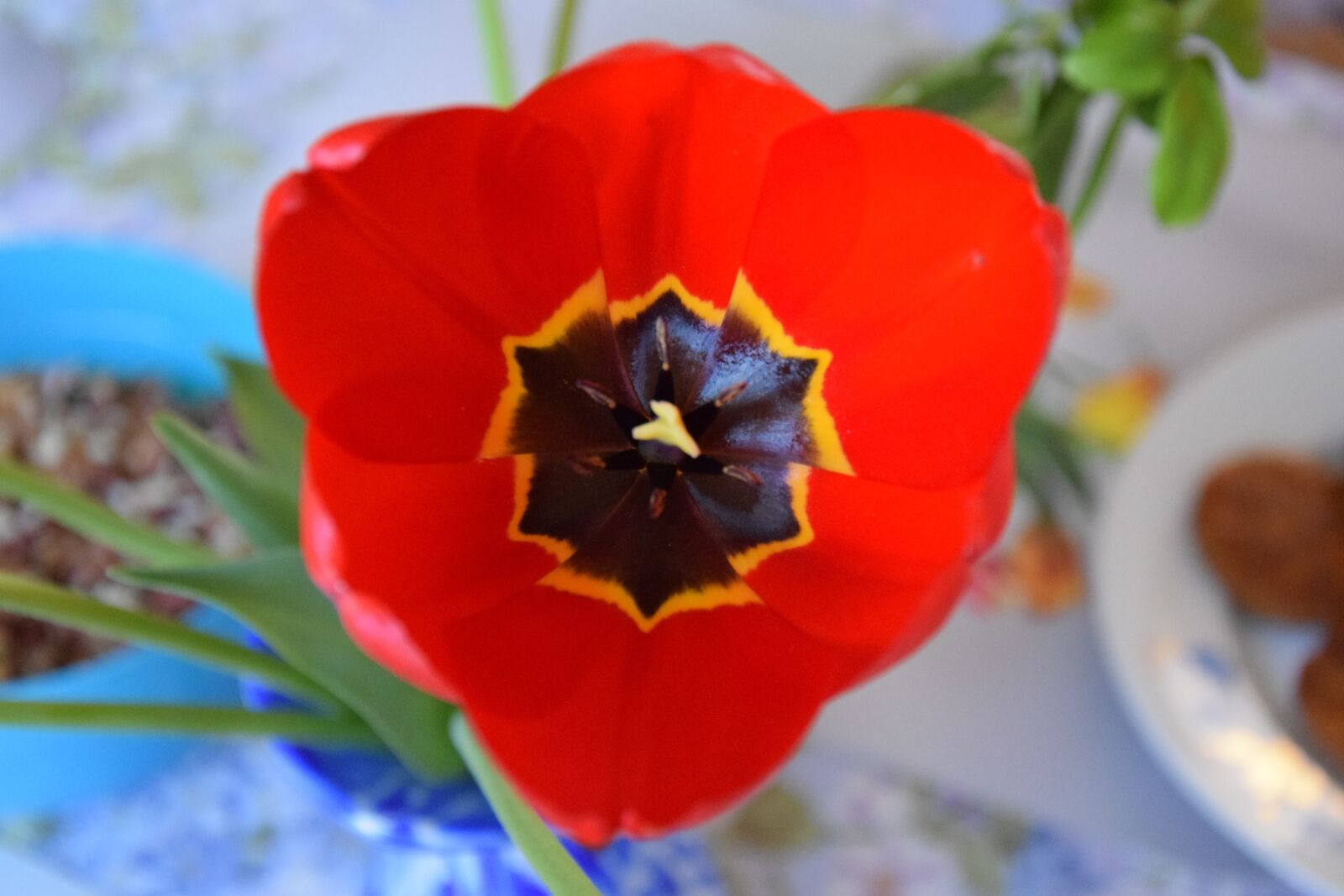 Nikon D5300 sample photo. Tulip, flower, mother's day photography