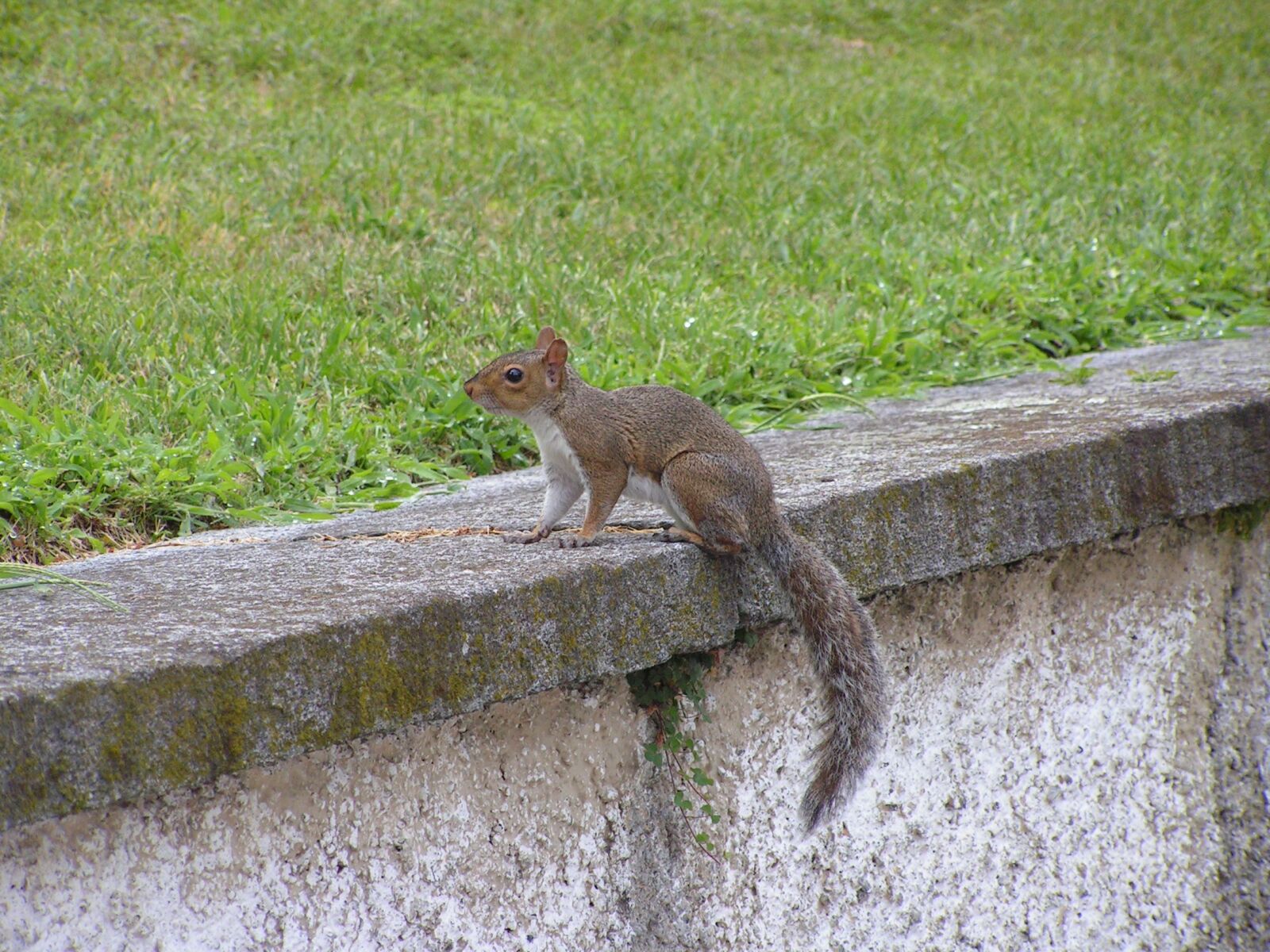 KONICA MINOLTA DiMAGE Z2 sample photo. Squirrel photography