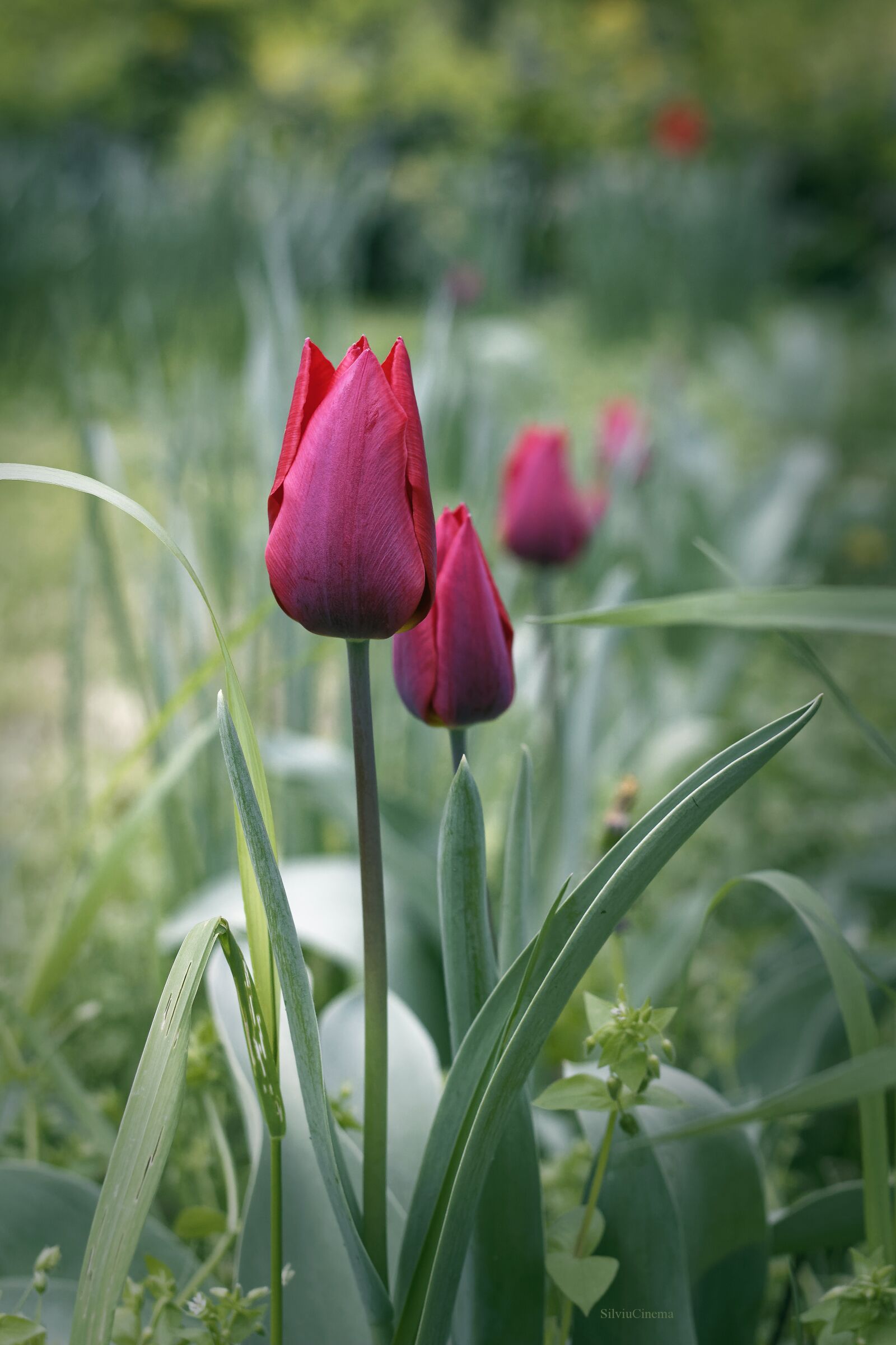 Canon EF 40mm F2.8 STM sample photo. Tulips, spring, flowers photography