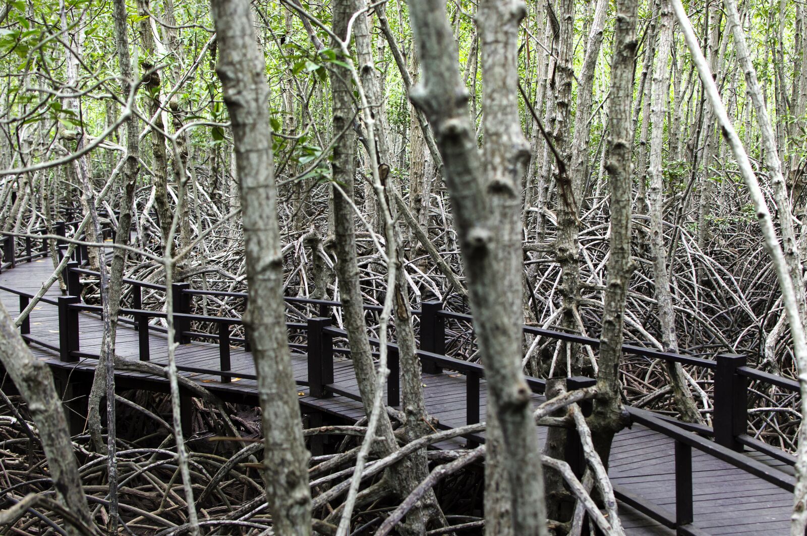 Nikon D3200 sample photo. Wood bridge, mangrove forest photography