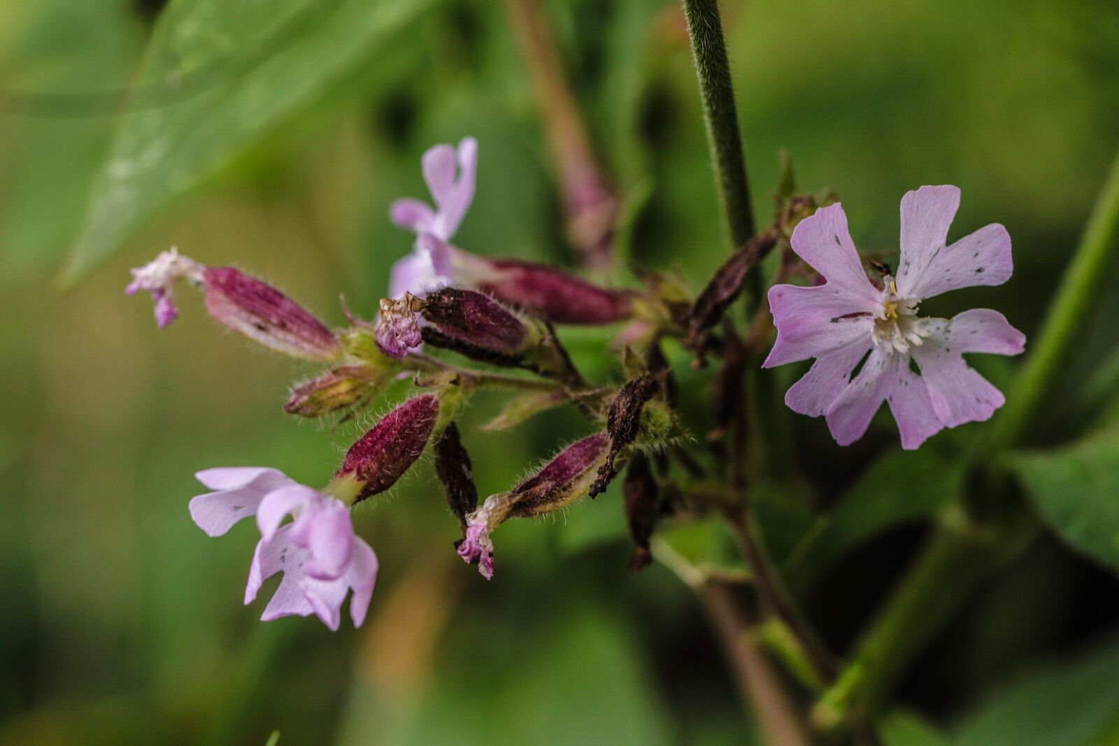 Canon EOS 7D Mark II sample photo. Flower, wildflower, nature photography