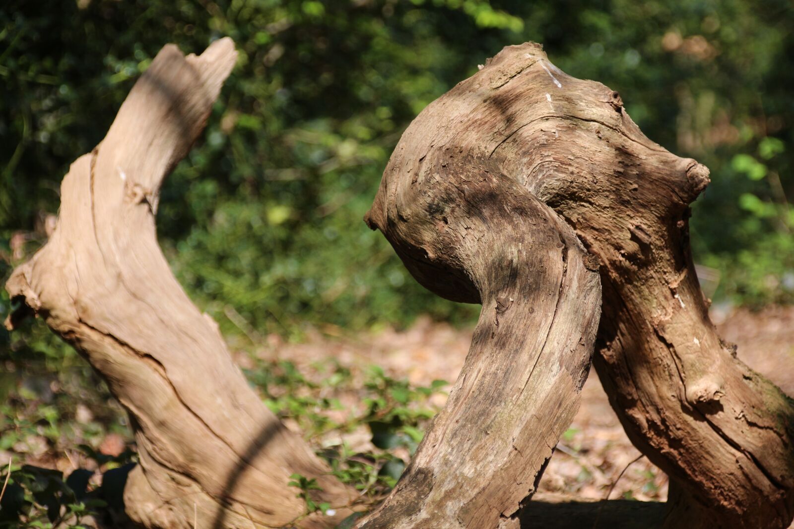 Canon EOS 700D (EOS Rebel T5i / EOS Kiss X7i) sample photo. Tree stump, forest, nature photography