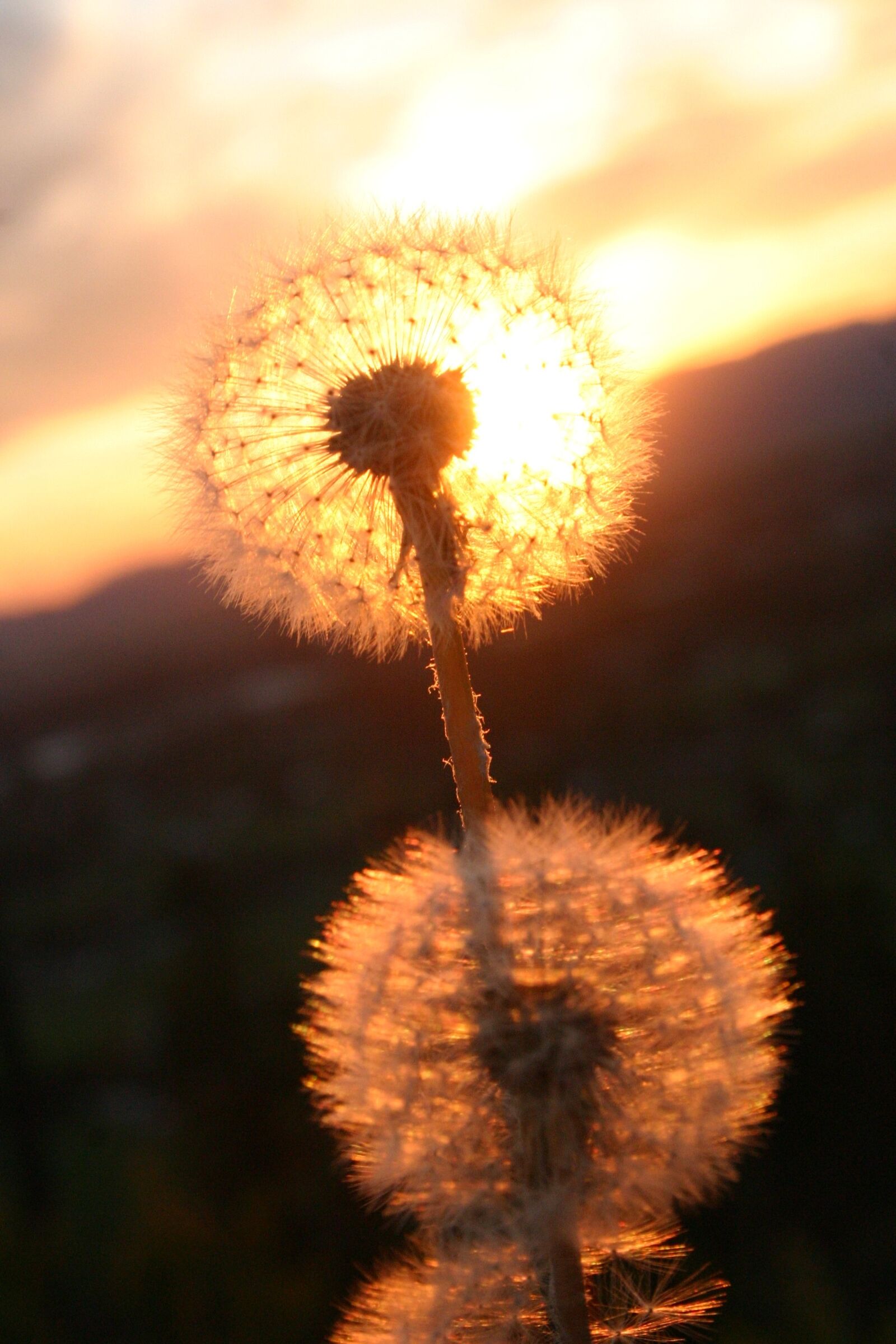 Canon EOS 300D (EOS Digital Rebel / EOS Kiss Digital) sample photo. Dandelion, flower, weed photography
