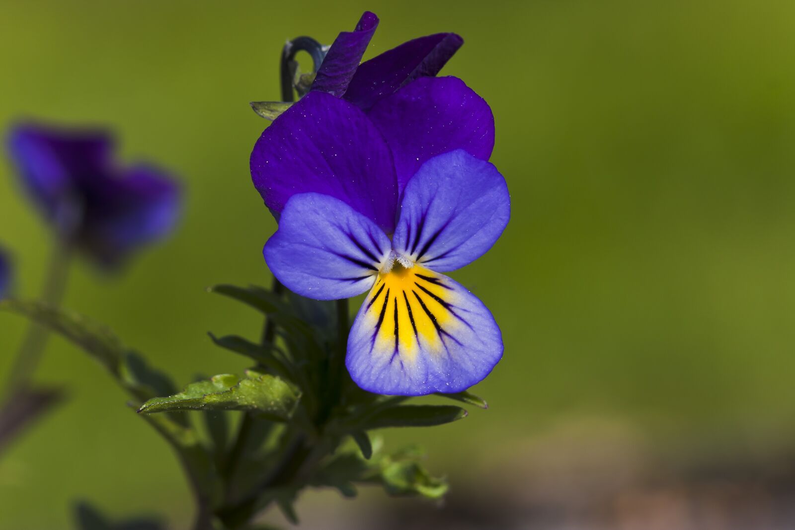 Canon EOS 40D sample photo. Flower, pansy photography