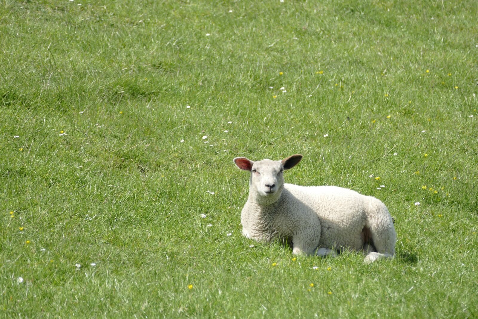 Panasonic Lumix DMC-FZ1000 sample photo. Dike, sheep, lamb photography
