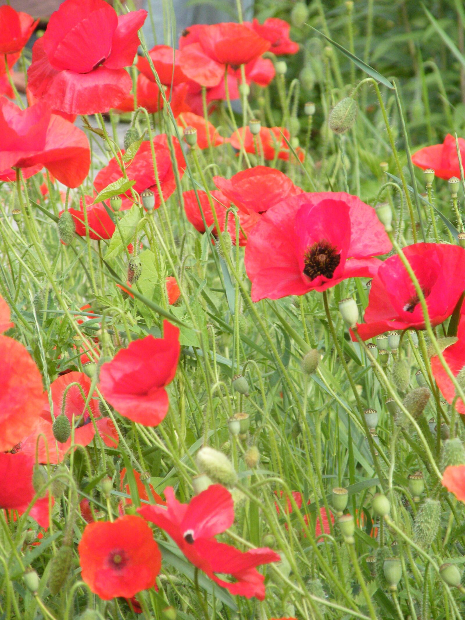 Fujifilm FinePix S8000fd sample photo. Summer, poppy, red photography