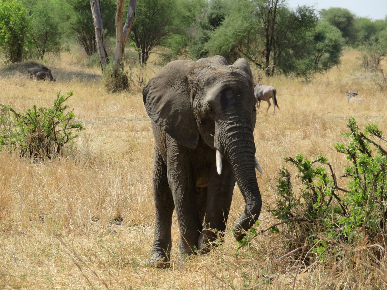 Canon PowerShot SX720 HS sample photo. Tanzania, animals, nature photography