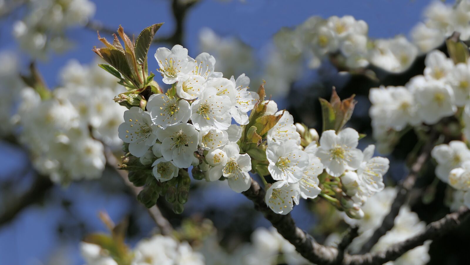 Panasonic Lumix DMC-FZ2500 (Lumix DMC-FZ2000) sample photo. Flower, apple, white photography