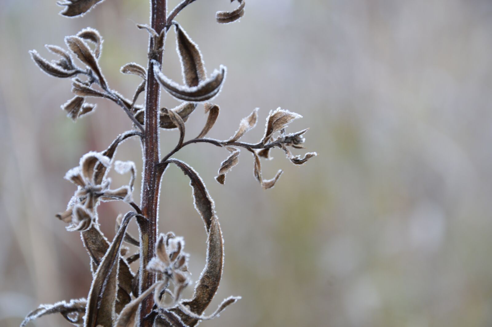 Nikon D3200 sample photo. Nature, frost, autumn photography