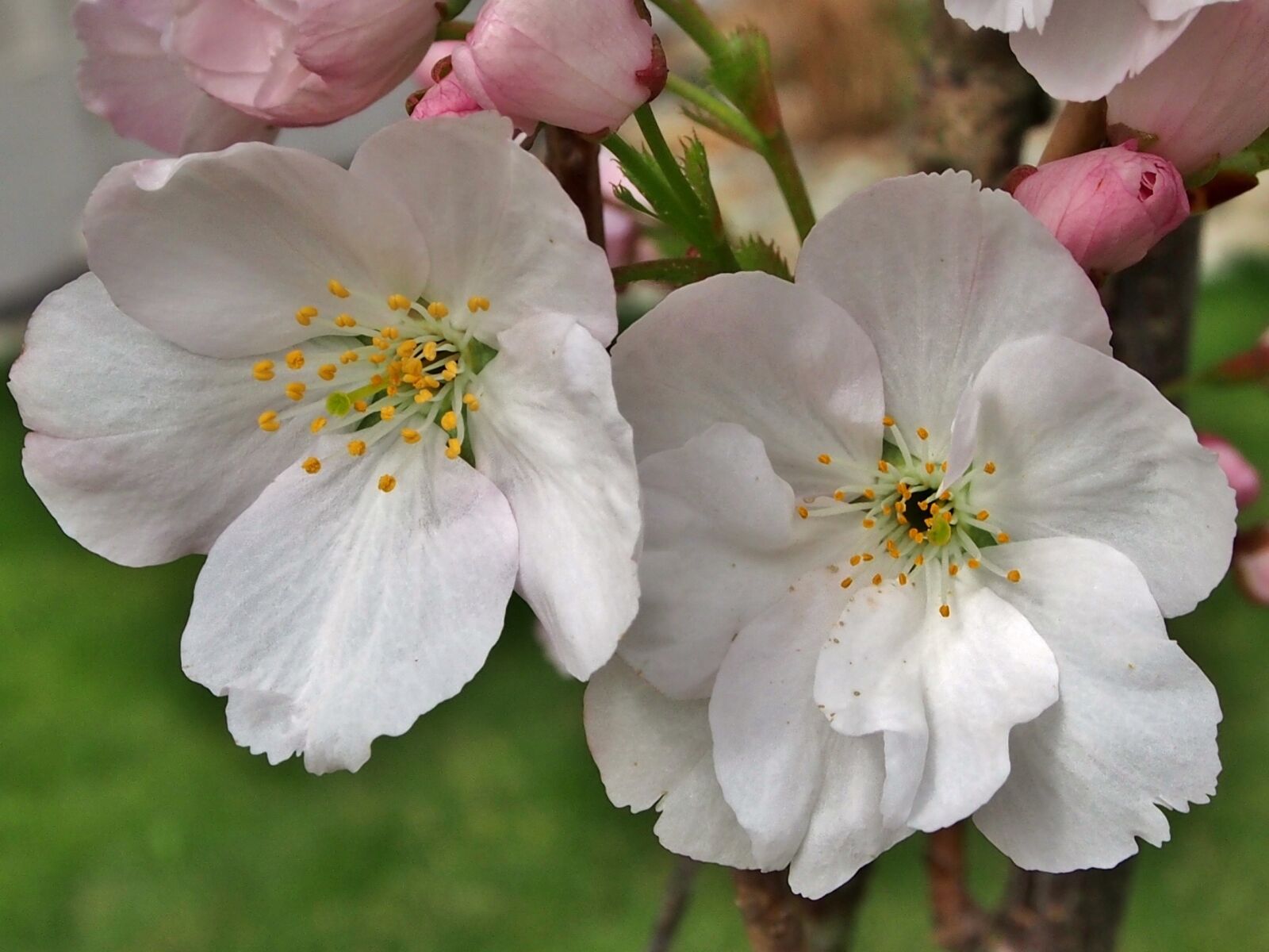 Olympus OM-D E-M5 sample photo. Flowers, close up, cherry photography