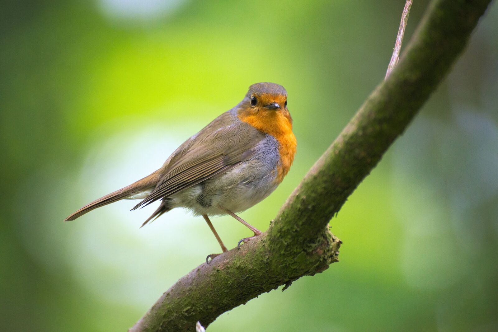 Nikon D600 sample photo. Robin, bird, garden photography