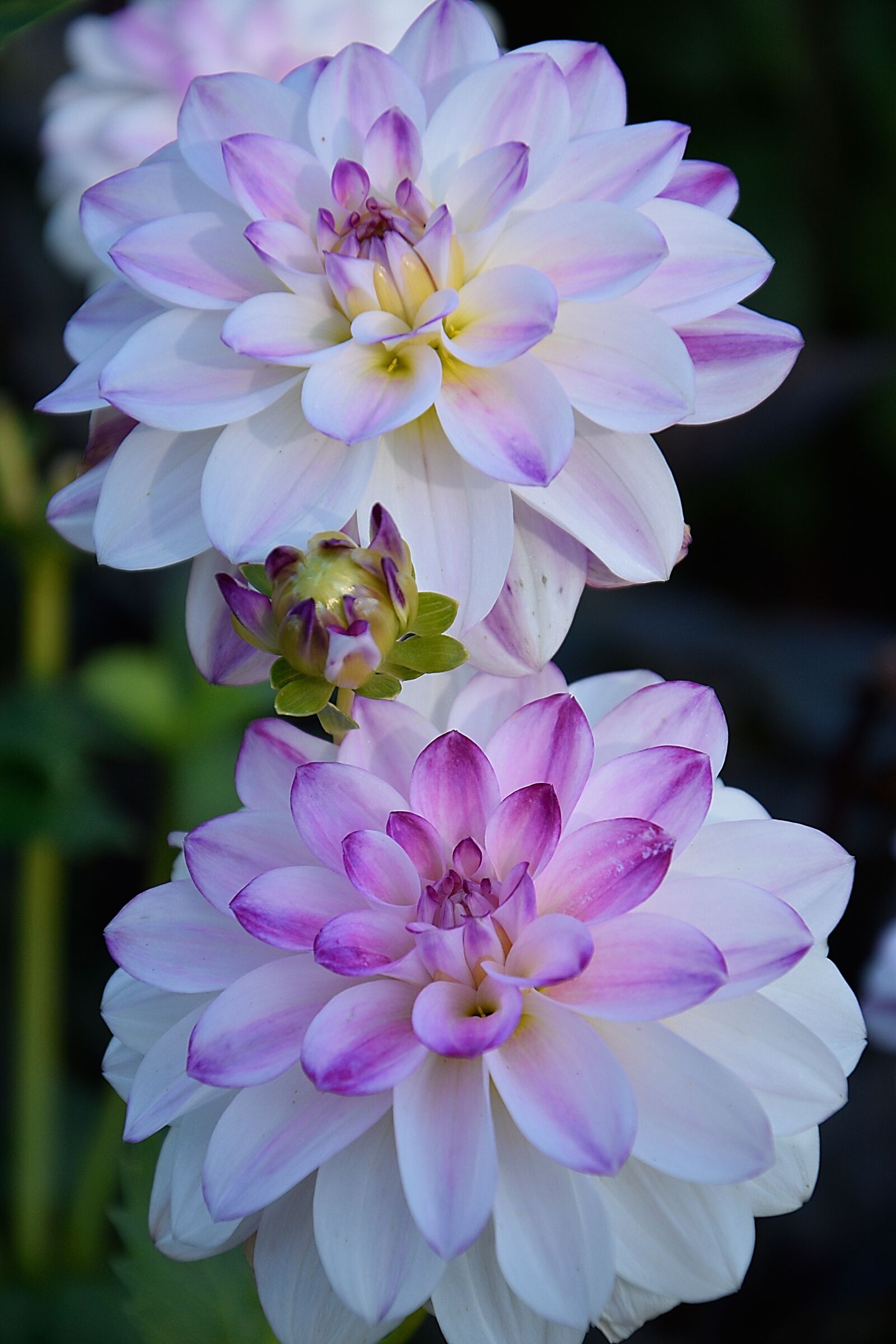 Nikon D3500 sample photo. Dahlias, flowers, dahlia photography