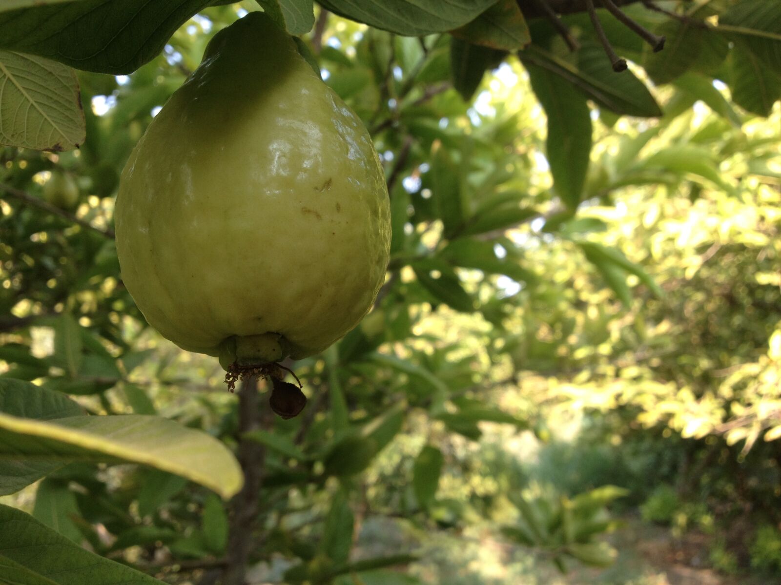 iPhone 4S back camera 4.28mm f/2.4 sample photo. Arbella, atumun, fruit, green photography
