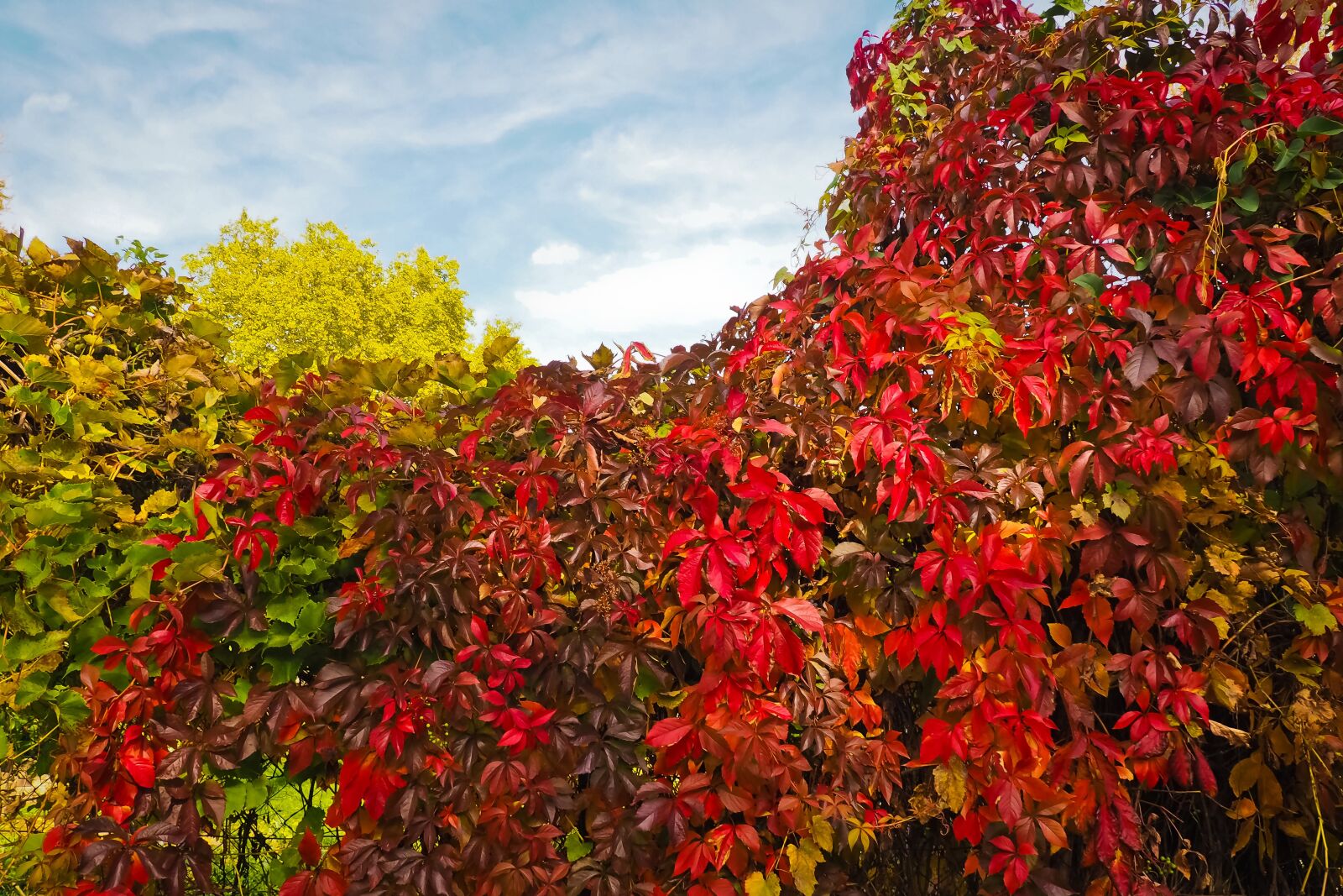 Olympus OM-D E-M10 sample photo. Trees, autumn, nature photography