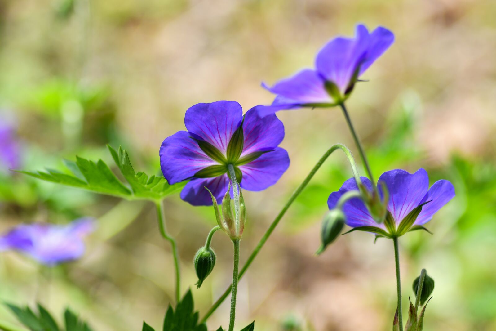 Nikon D500 sample photo. Flower, violet, corolla photography
