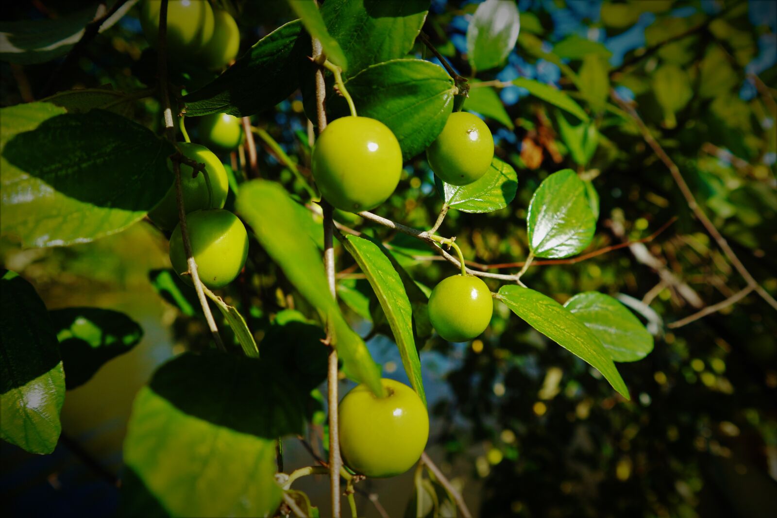 Canon EOS M10 sample photo. Fruit, green, summer photography
