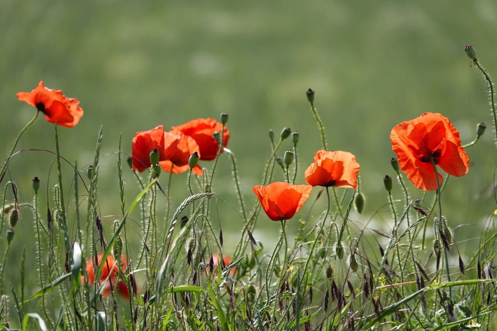 Sony Cyber-shot DSC-RX10 IV sample photo. Poppy flower, poppies, field photography
