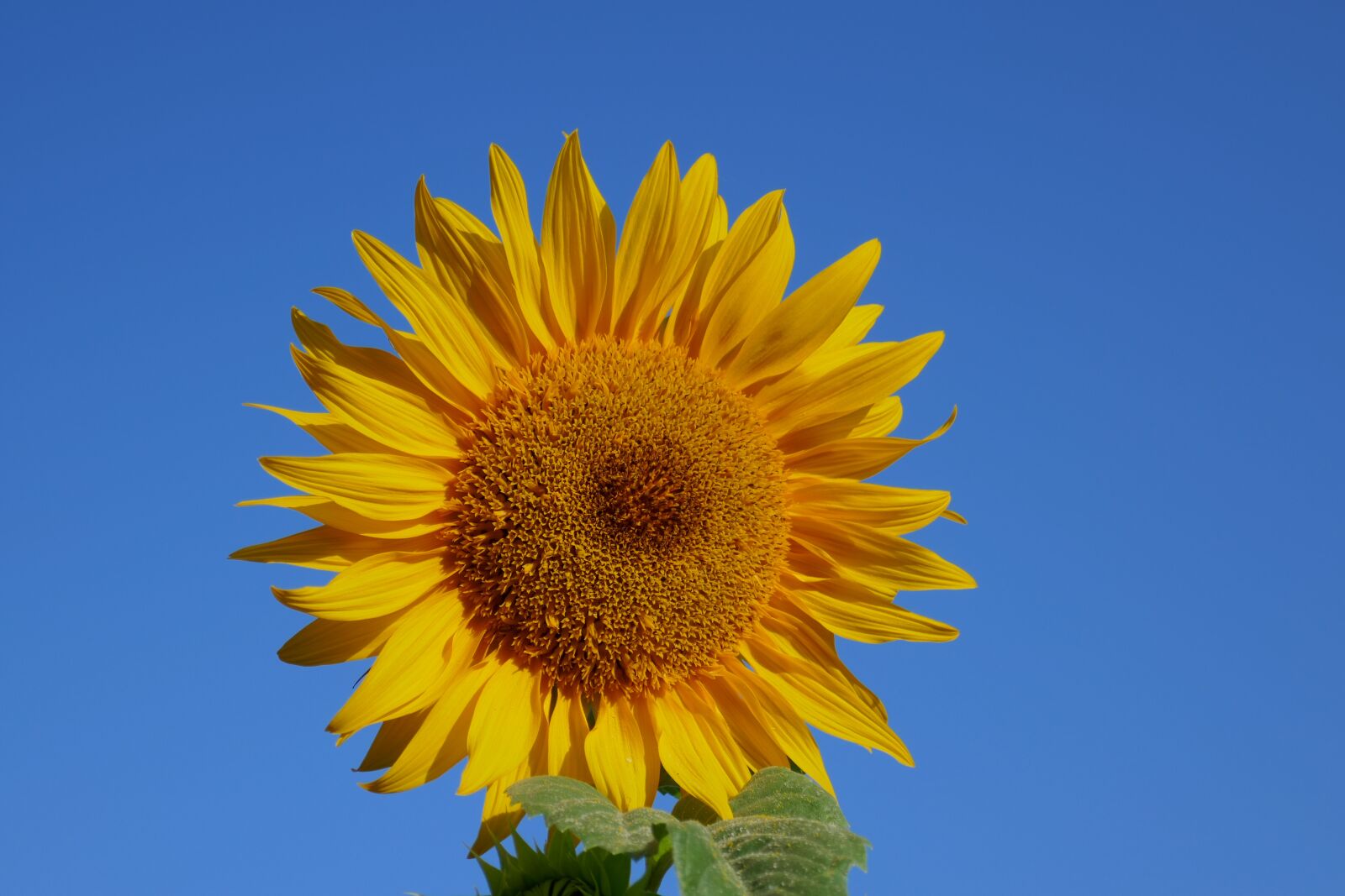Panasonic DMC-TZ101 sample photo. Nature, plant, summer photography
