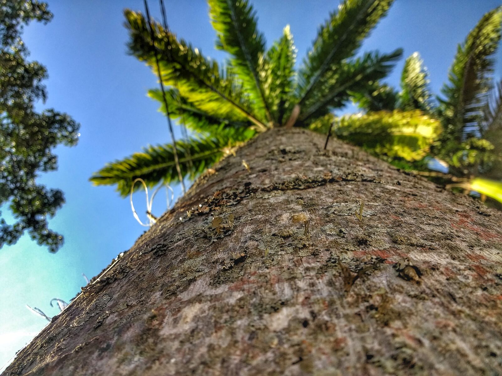 Motorola Moto G (4) sample photo. Nature photography