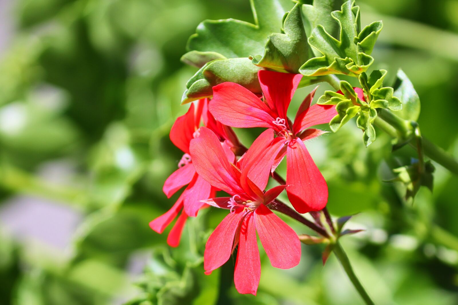 Canon EOS 200D (EOS Rebel SL2 / EOS Kiss X9) sample photo. Geranium, blossom, bloom photography