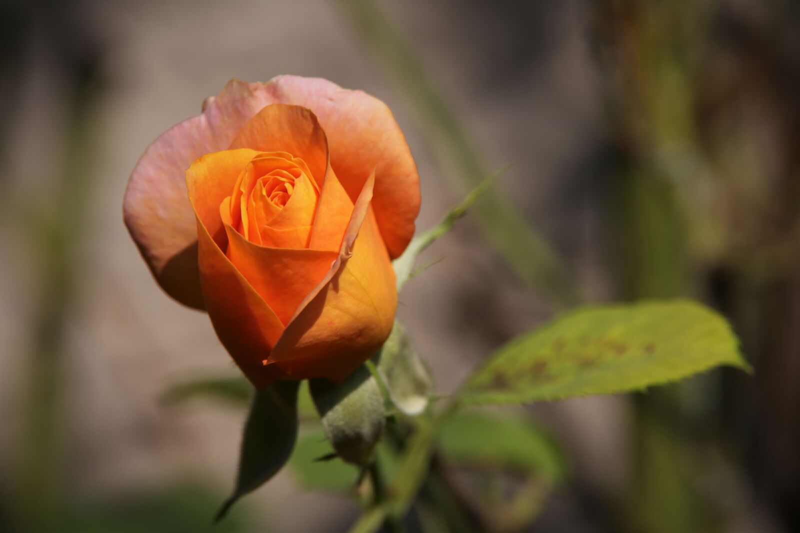 Canon EOS 6D sample photo. Rose gold medal, rose photography