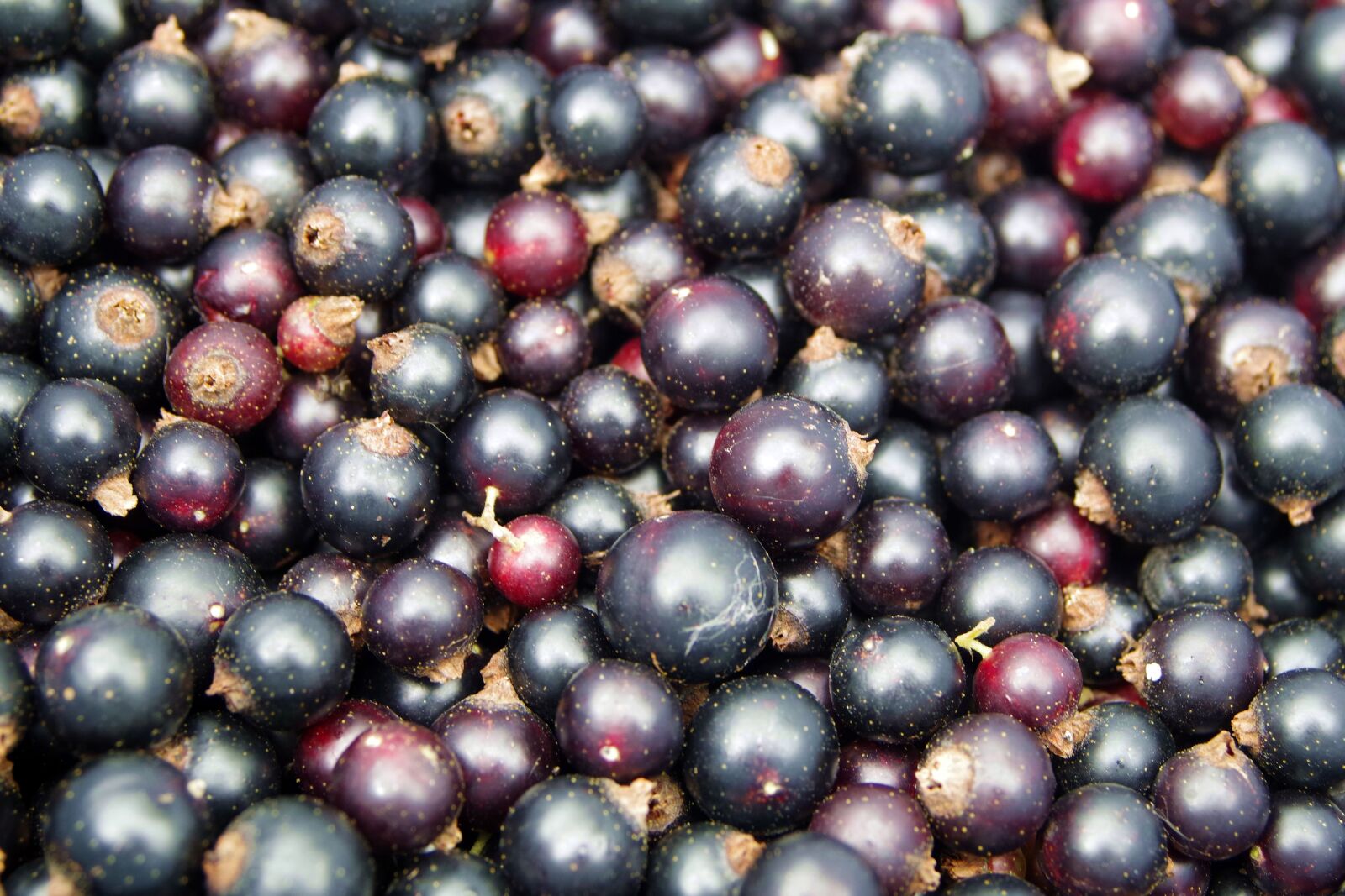 Pentax K-S2 sample photo. Black currant, black, currant photography