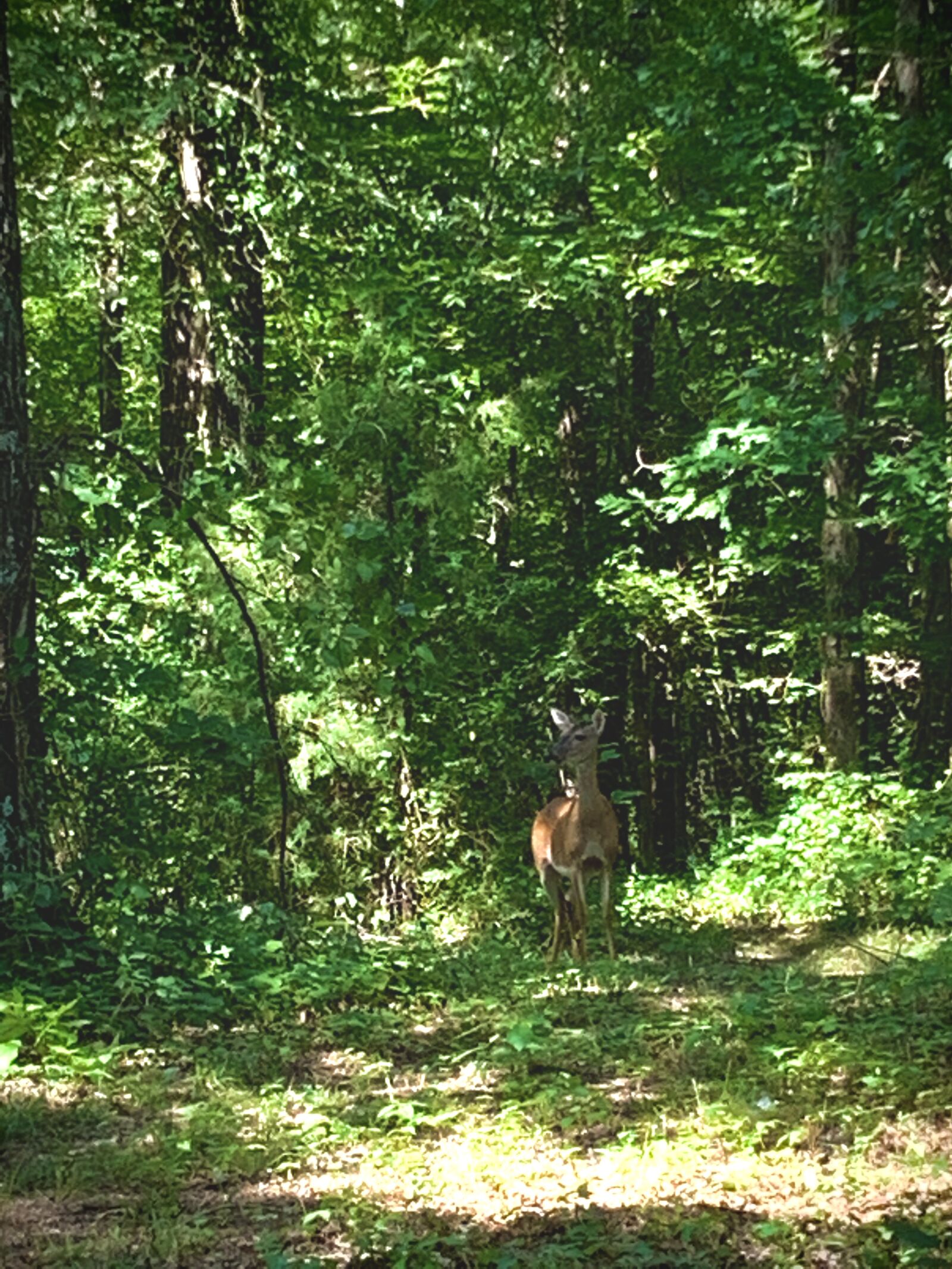 Apple iPhone XR sample photo. Deer, forest, nature photography