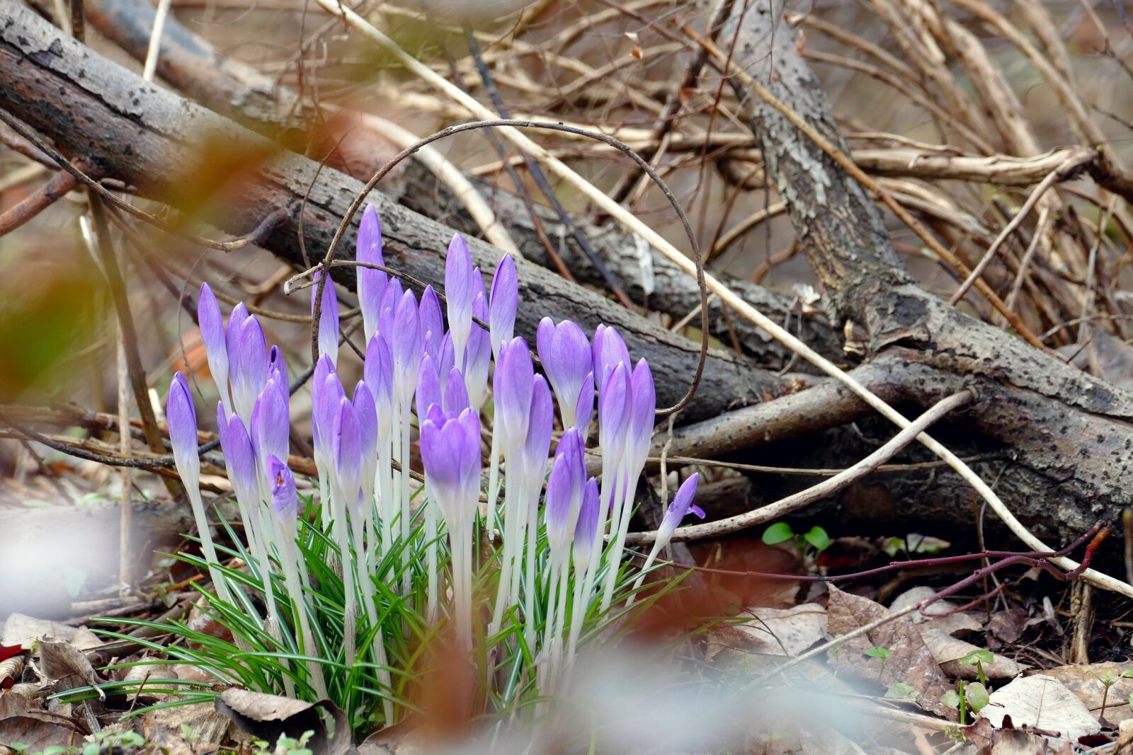 Panasonic Lumix DMC-FZ1000 sample photo. Spring, early bloomer, crocus photography