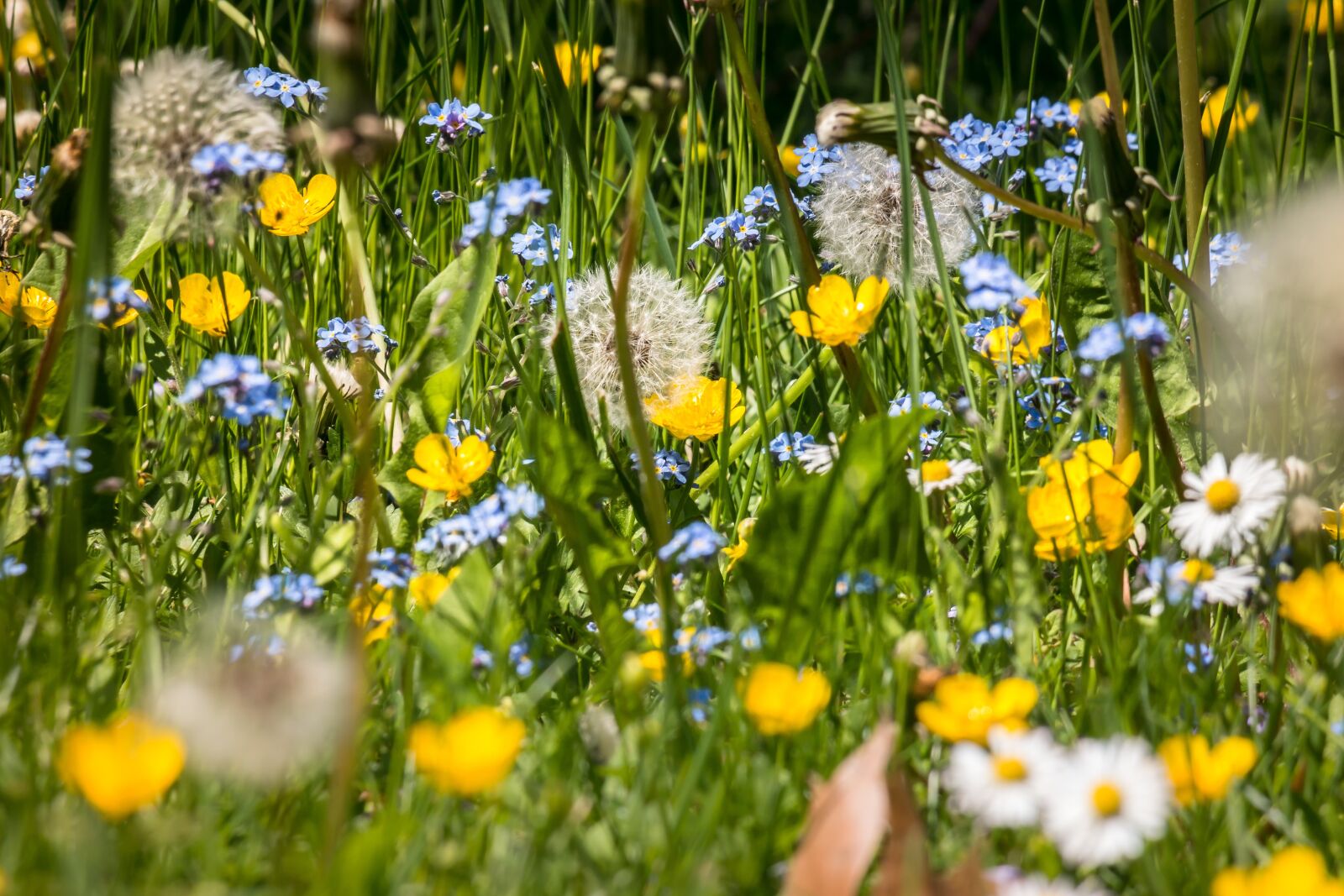Samsung NX 50-200mm F4-5.6 ED OIS sample photo. Flower meadow, forget me photography