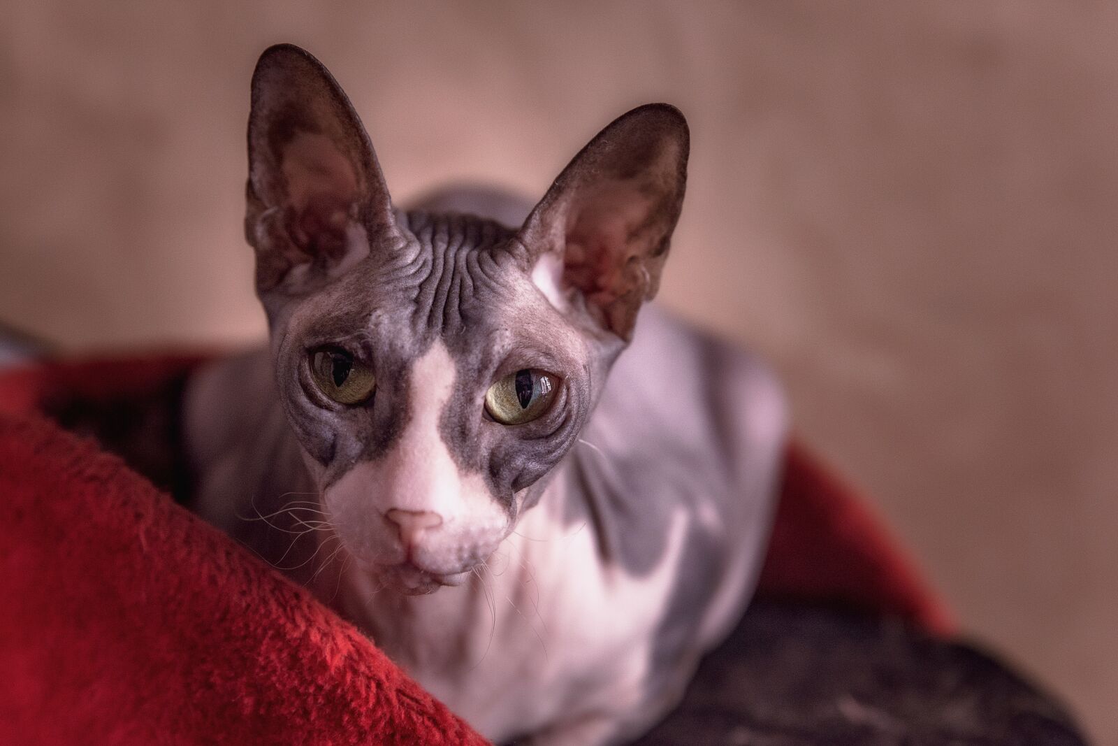 Nikon D750 sample photo. Cat, sphinx, eyes photography