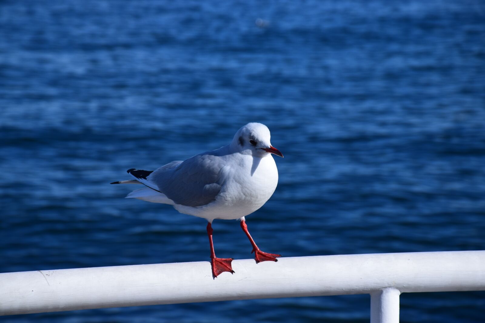 Nikon D5300 sample photo. Sea, japan, seagull photography